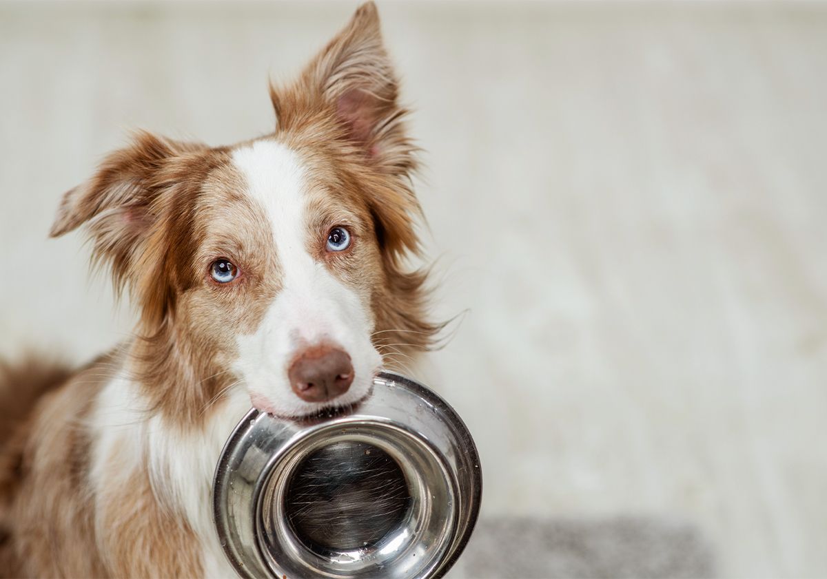 chien tenant sa gamelle dans la gueule