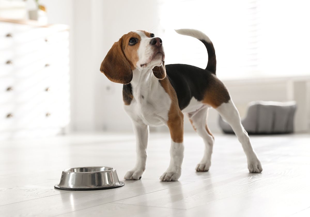 Beagle devant sa gamelle