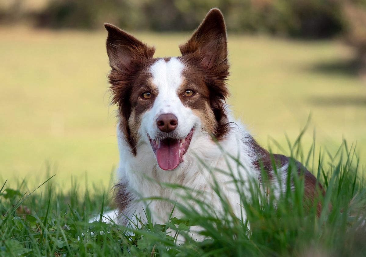 Border Collie allongé dans l'herbe
