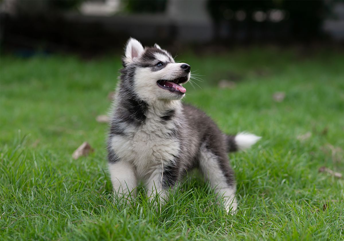 chiot dans l'herbe