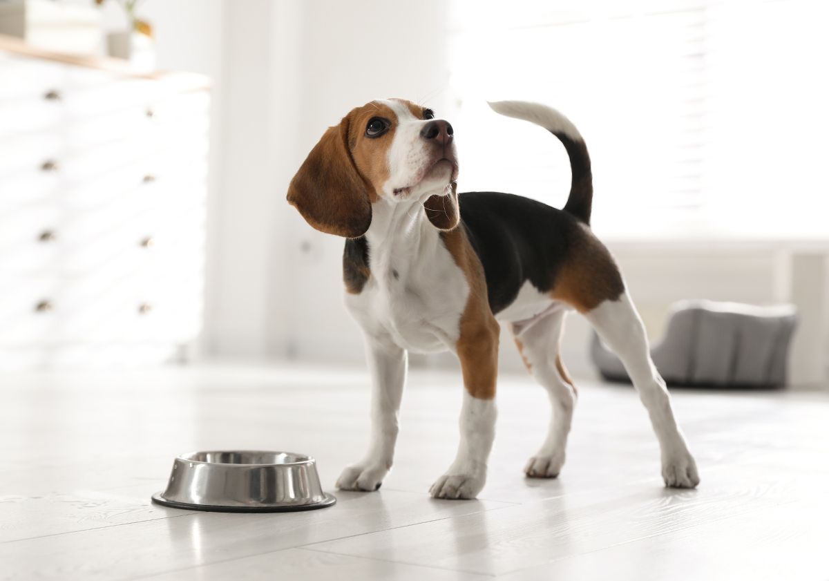 Beagle devant sa gamelle
