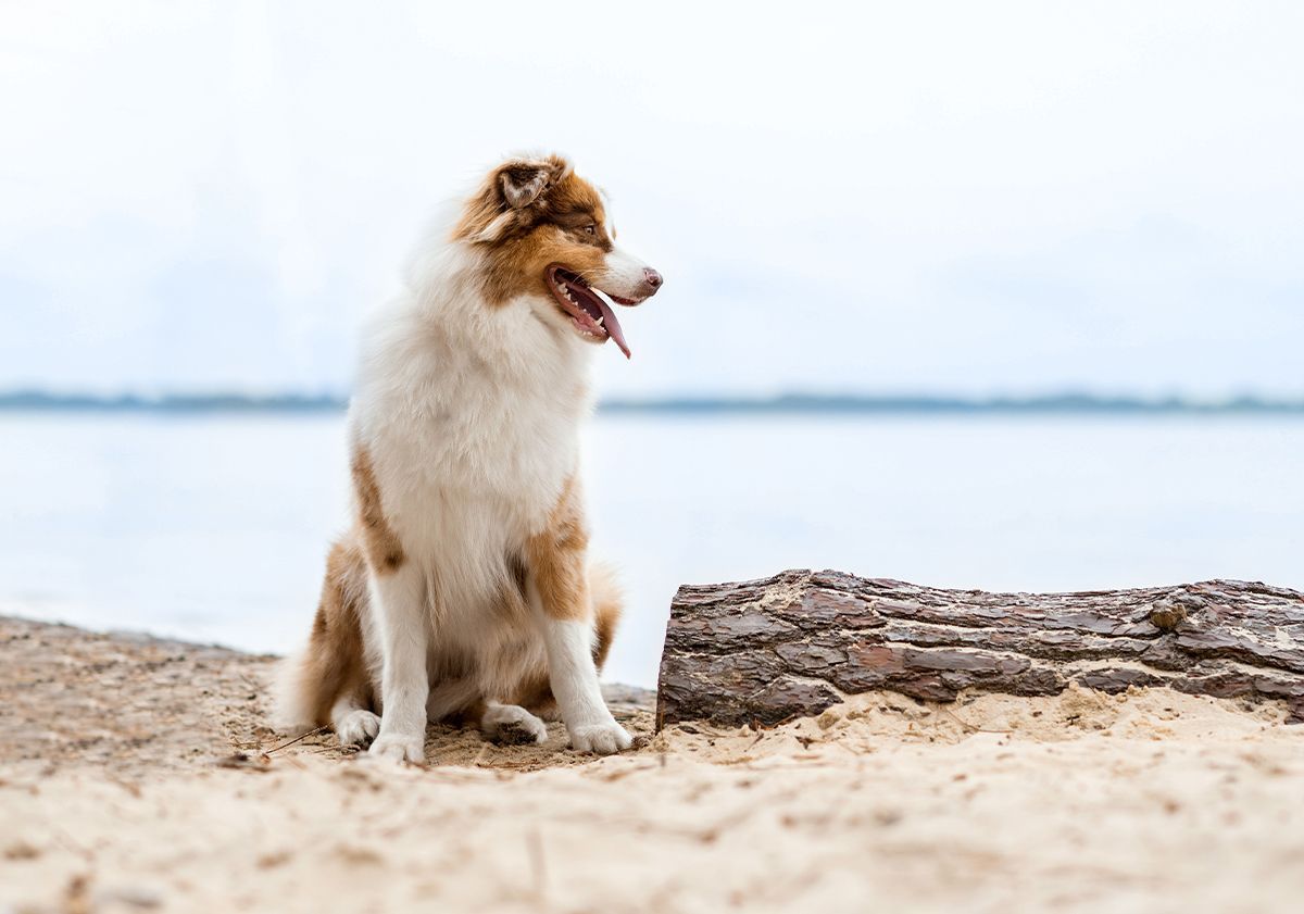 Berger Australien sur la plage