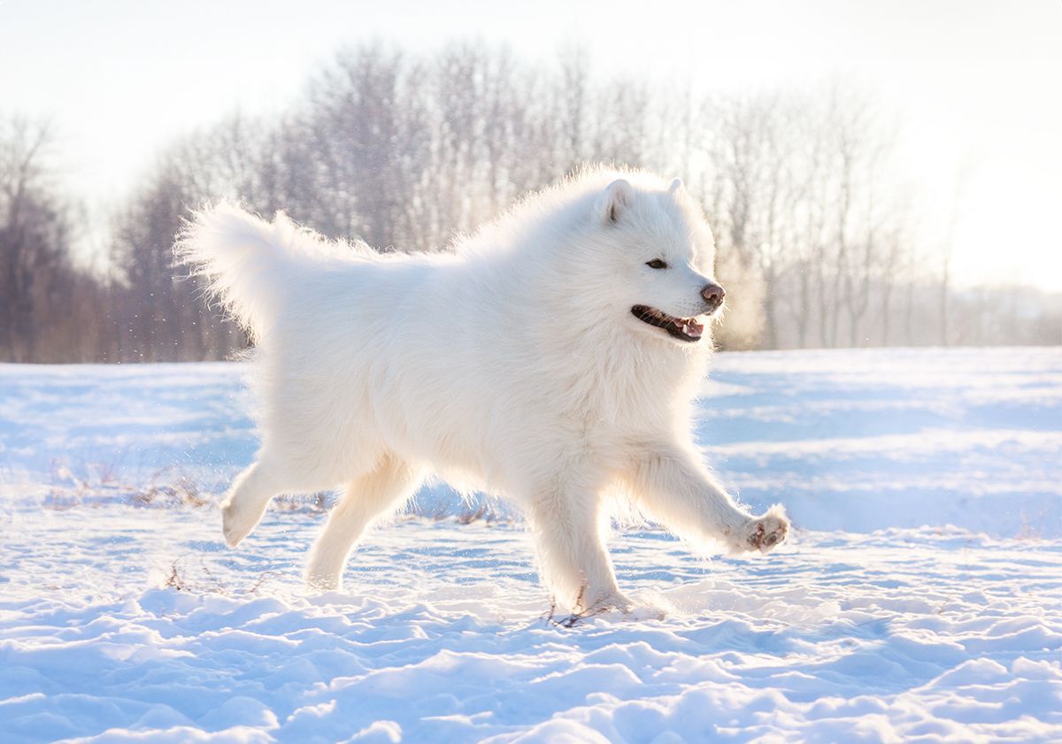 Samoyède dans la neige