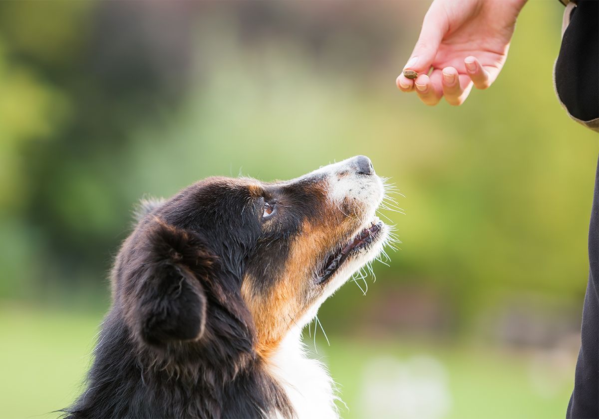 Chien attendant sa friandise