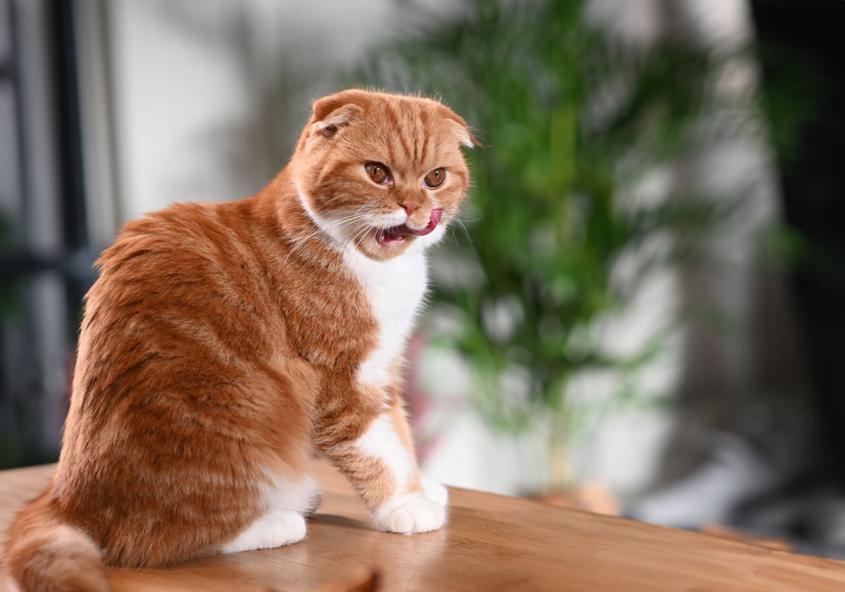 Scottish Fold roux