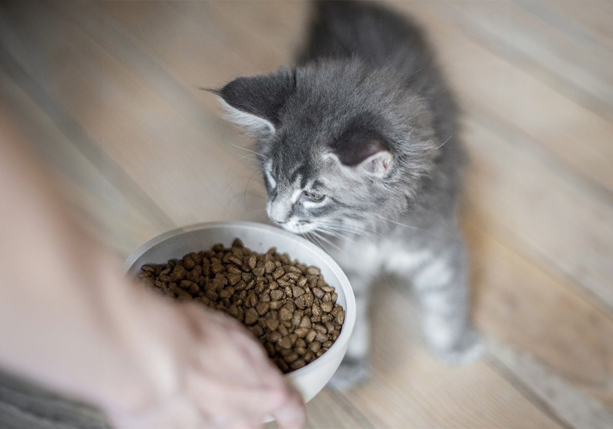 chaton mangeant ses croquettes