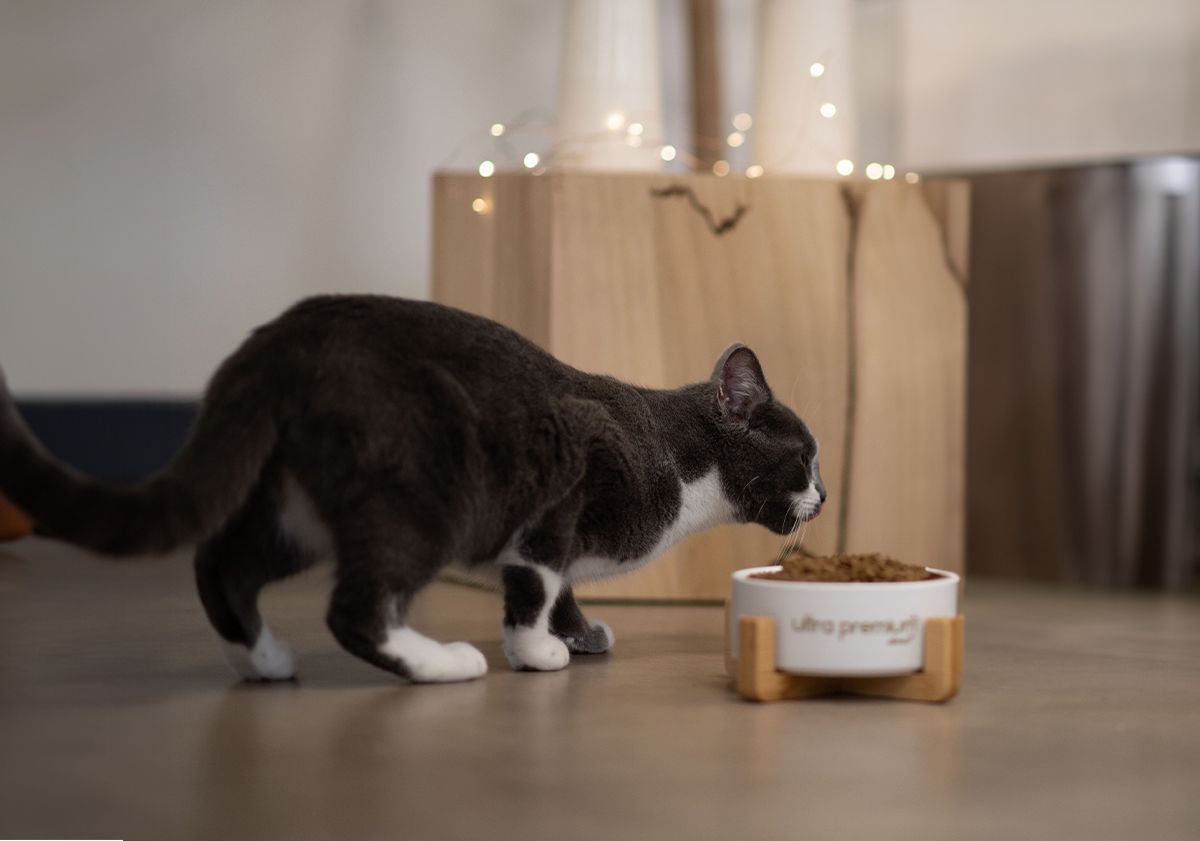 Chat noir et blanc mangeant ses croquettes