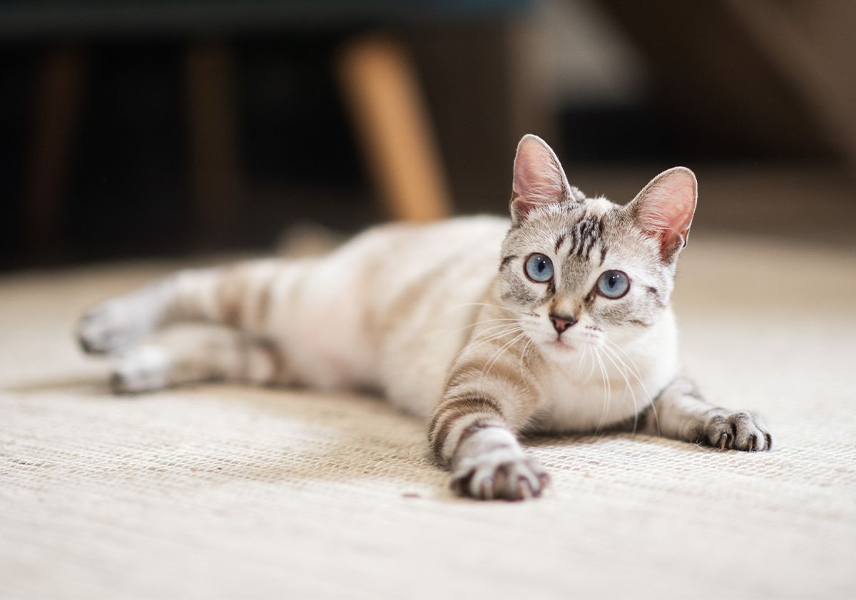 chat allongé sur le sol