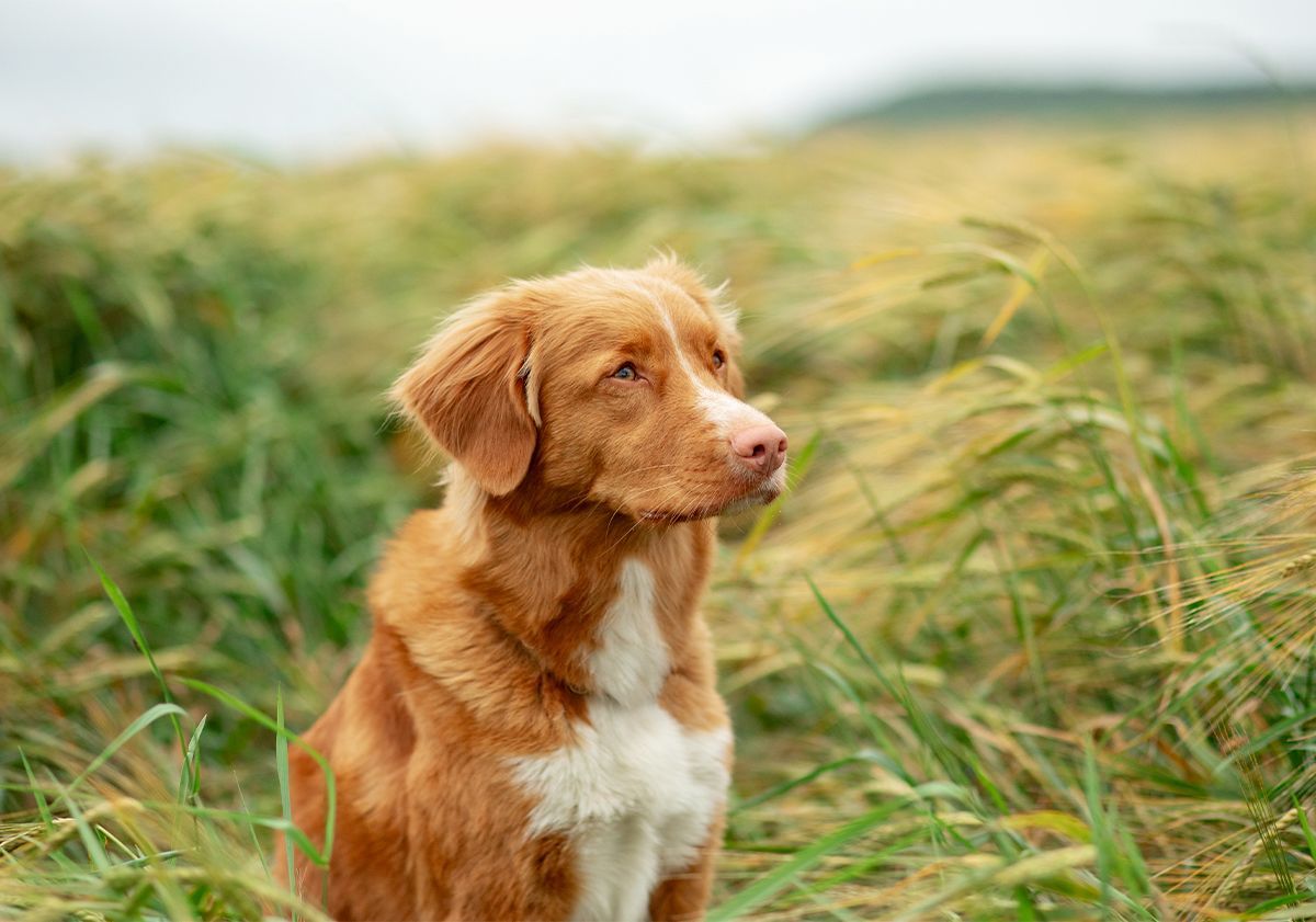 chien dans un champ