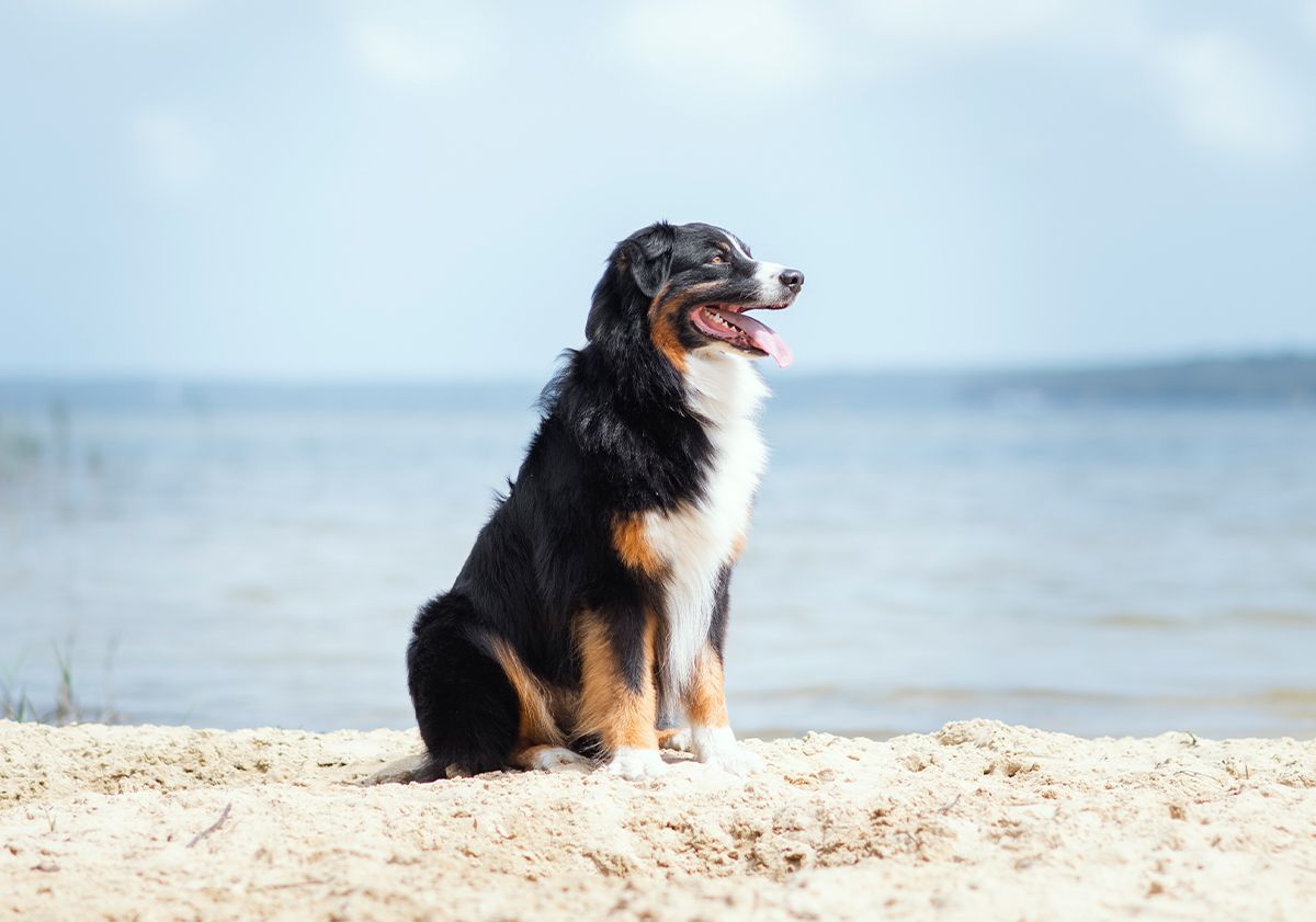 Bouvier Bernois sur la plage