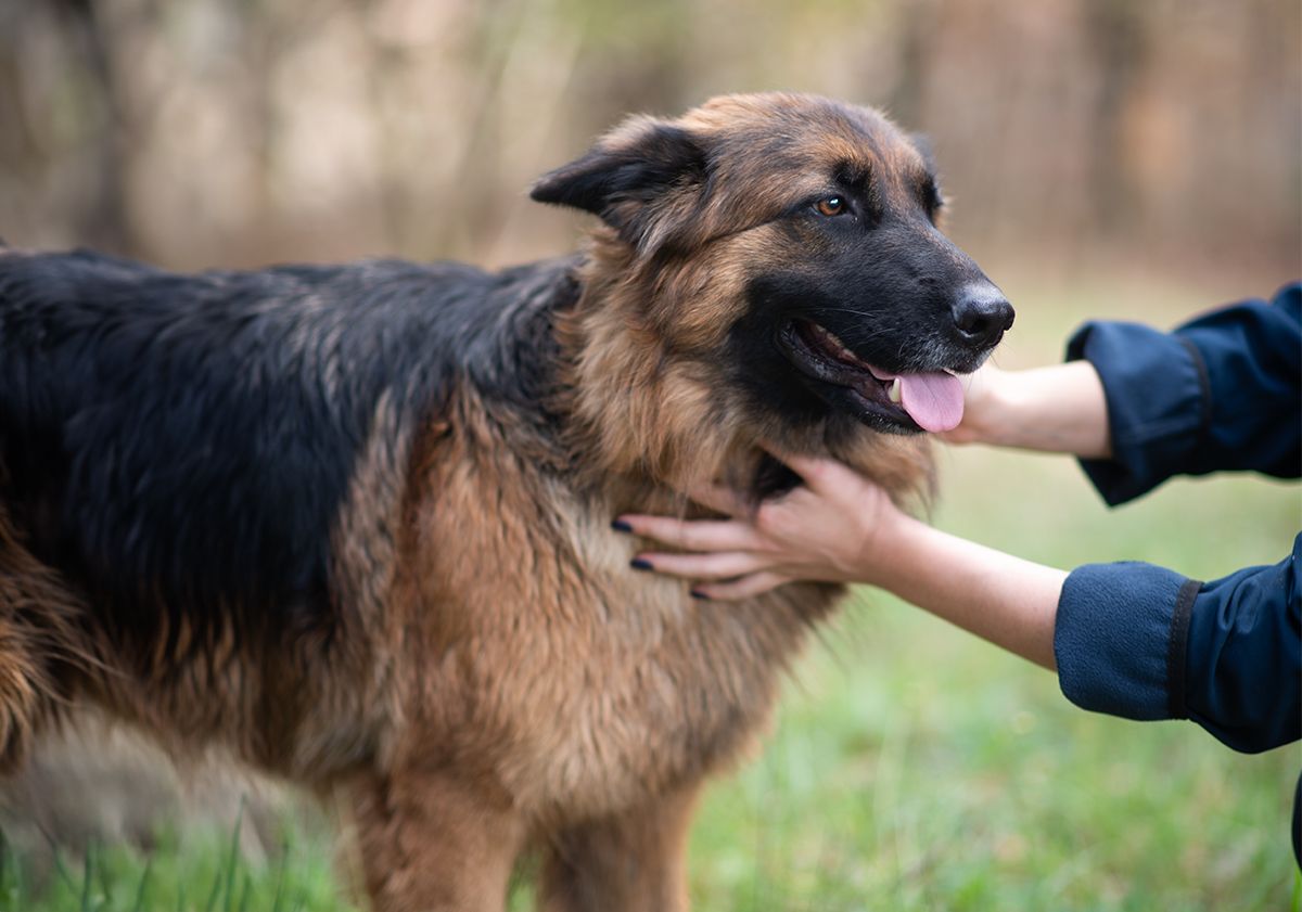 Chien se faisant carresser