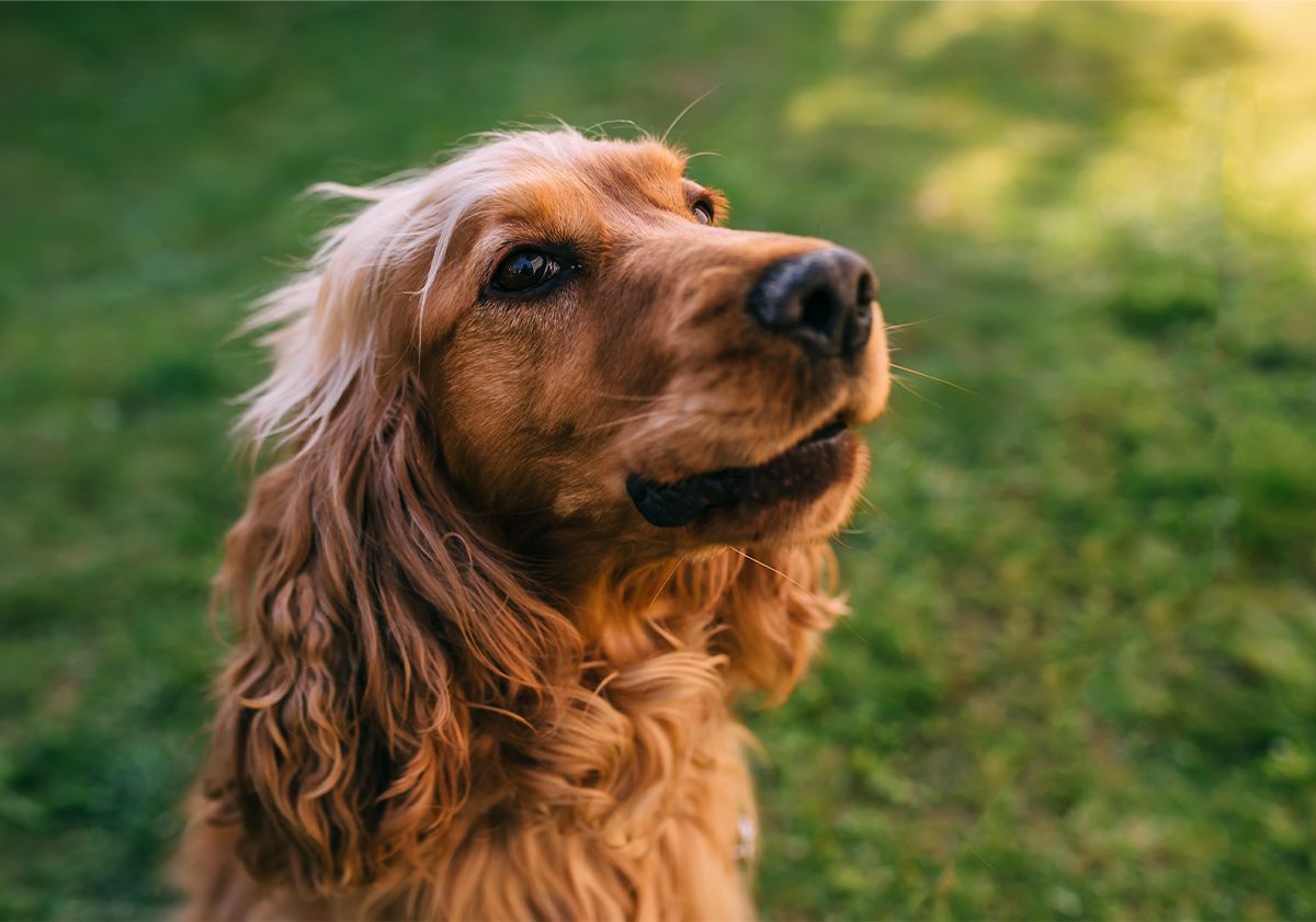 cocker en extérieur