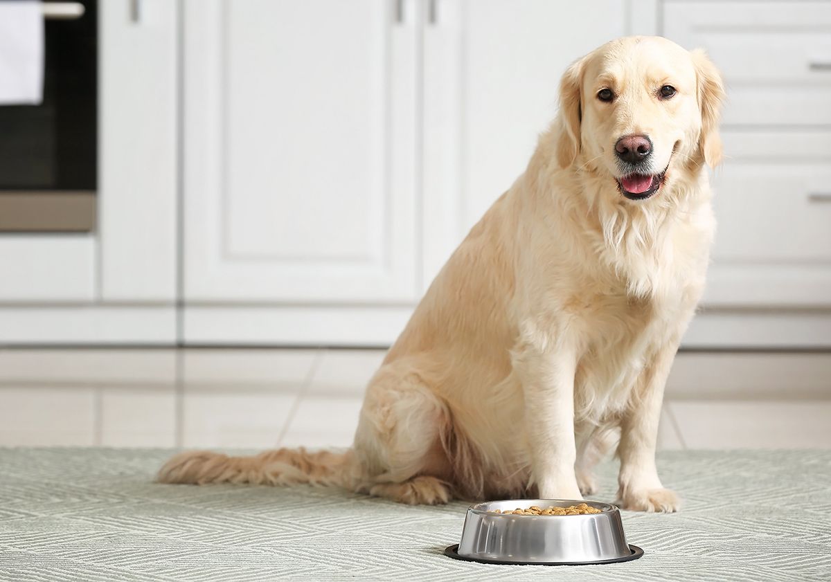 Golden Retriever devant sa gamelle