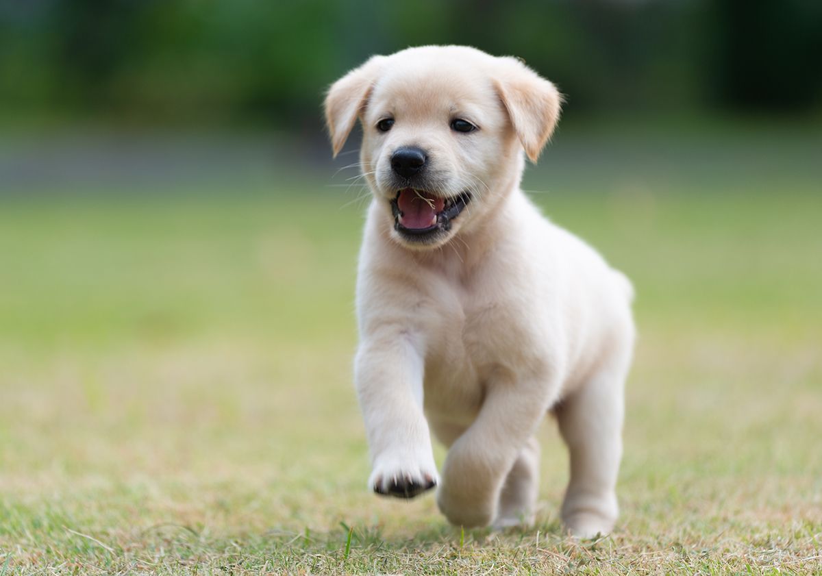 Labrador chiot courant dans l'herbe