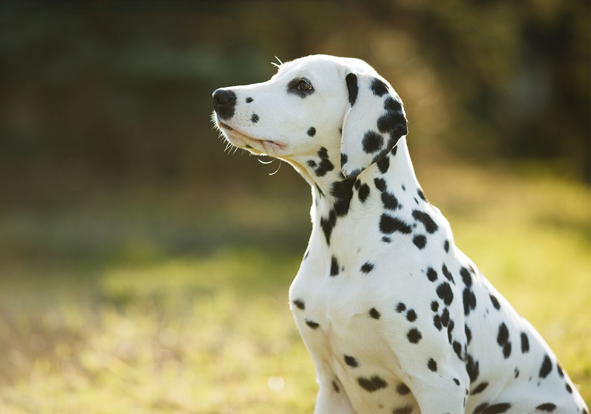 Dalmatien dans un champ