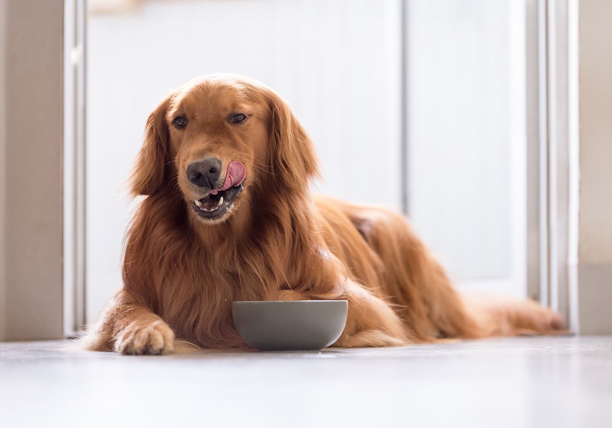 Golden Retriever allongé en intérieur