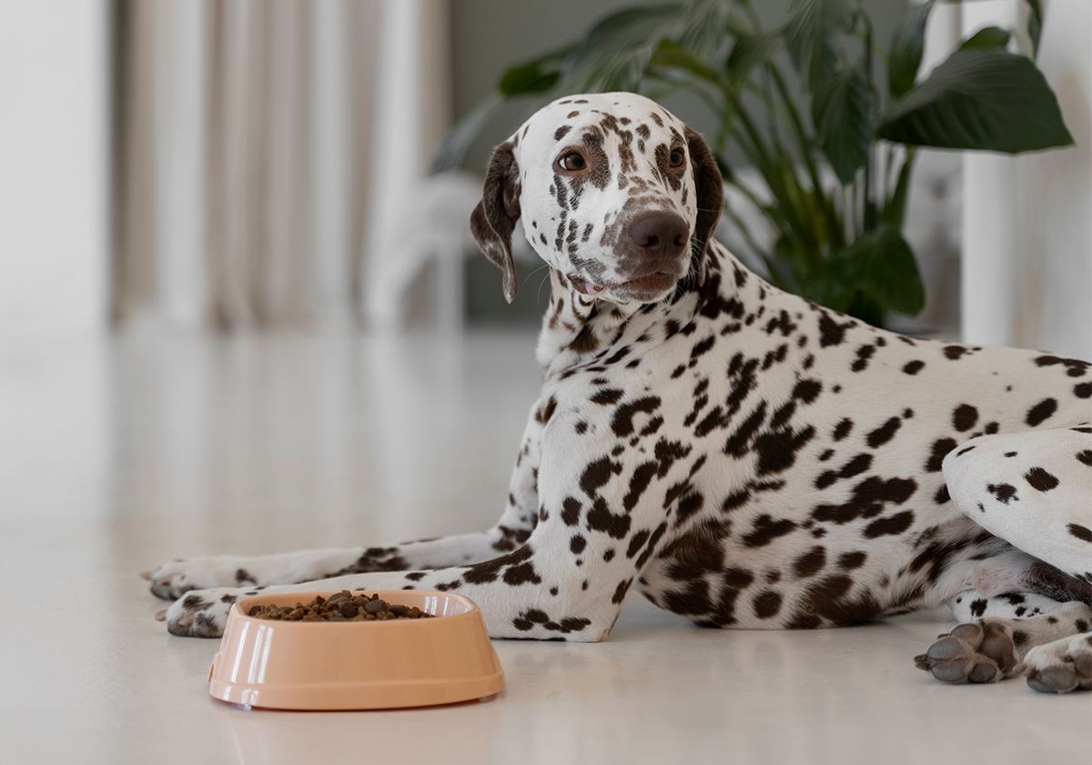 Dalmatien devant sa gamelle de croquettes