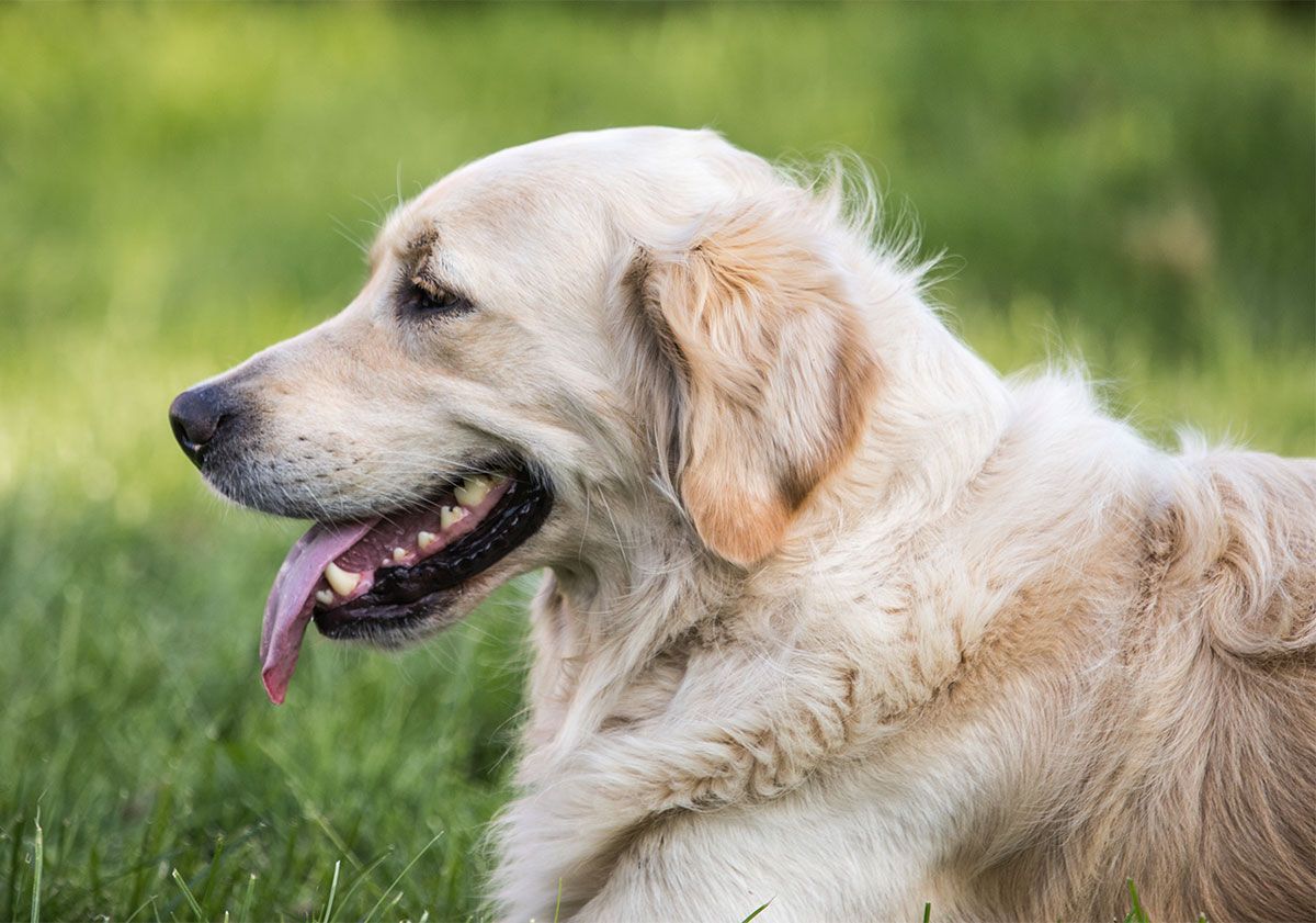 Golden Retriever obèse