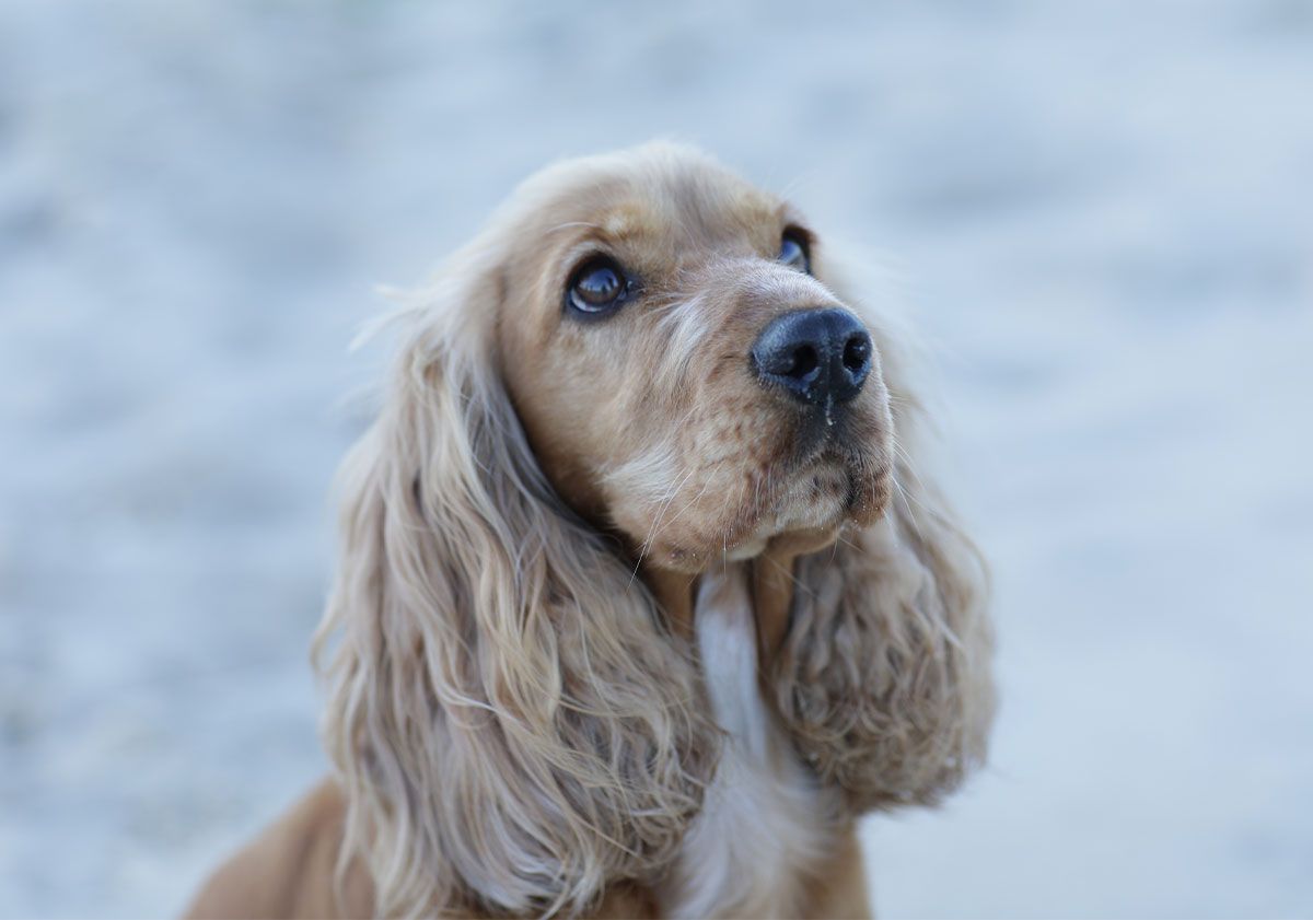 cocker anglais gagnant concours upd