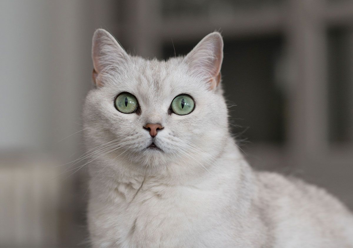 chat blanc aux yeux verts