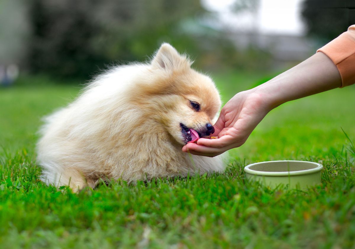Chihuahua léchant la main de sa maîtresse