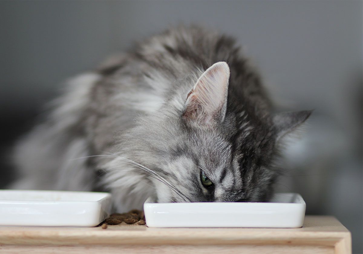 Maine Coon mangeant ses croquettes