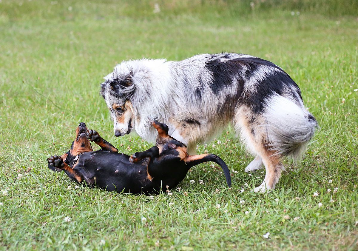 chiens jouant dans l'herbe