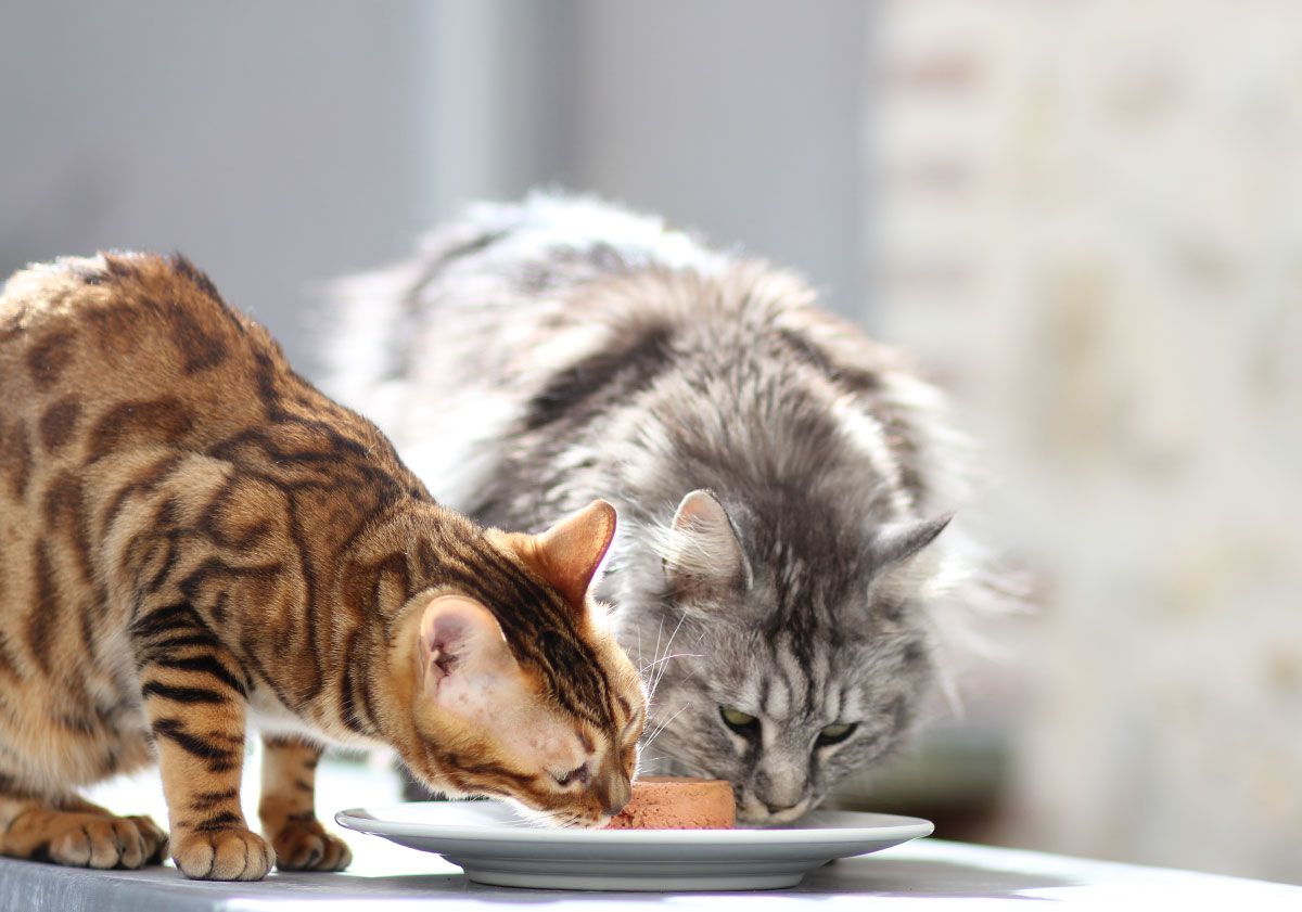 chats mangeant dans leurs gamelles