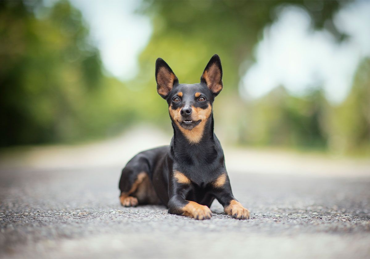 Pinscher nain allongé sur la route
