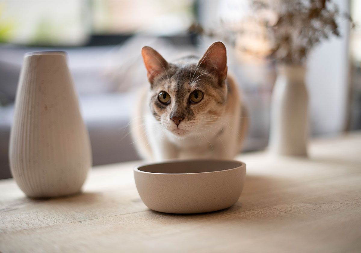 chat beige et blanc devant sa gamelle