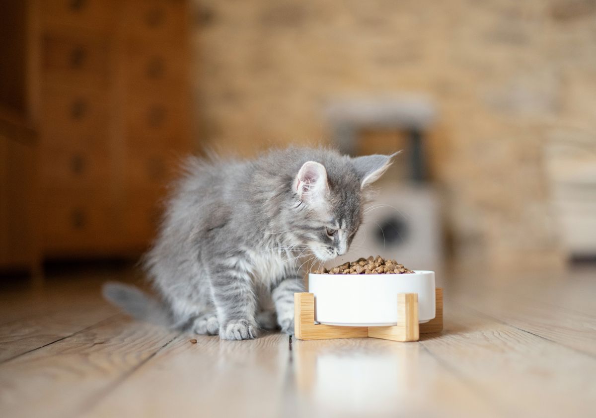 chaton maine coon à poils gris 