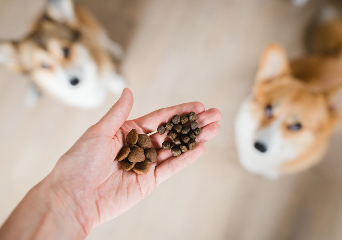 Corgis attendant leurs croquettes