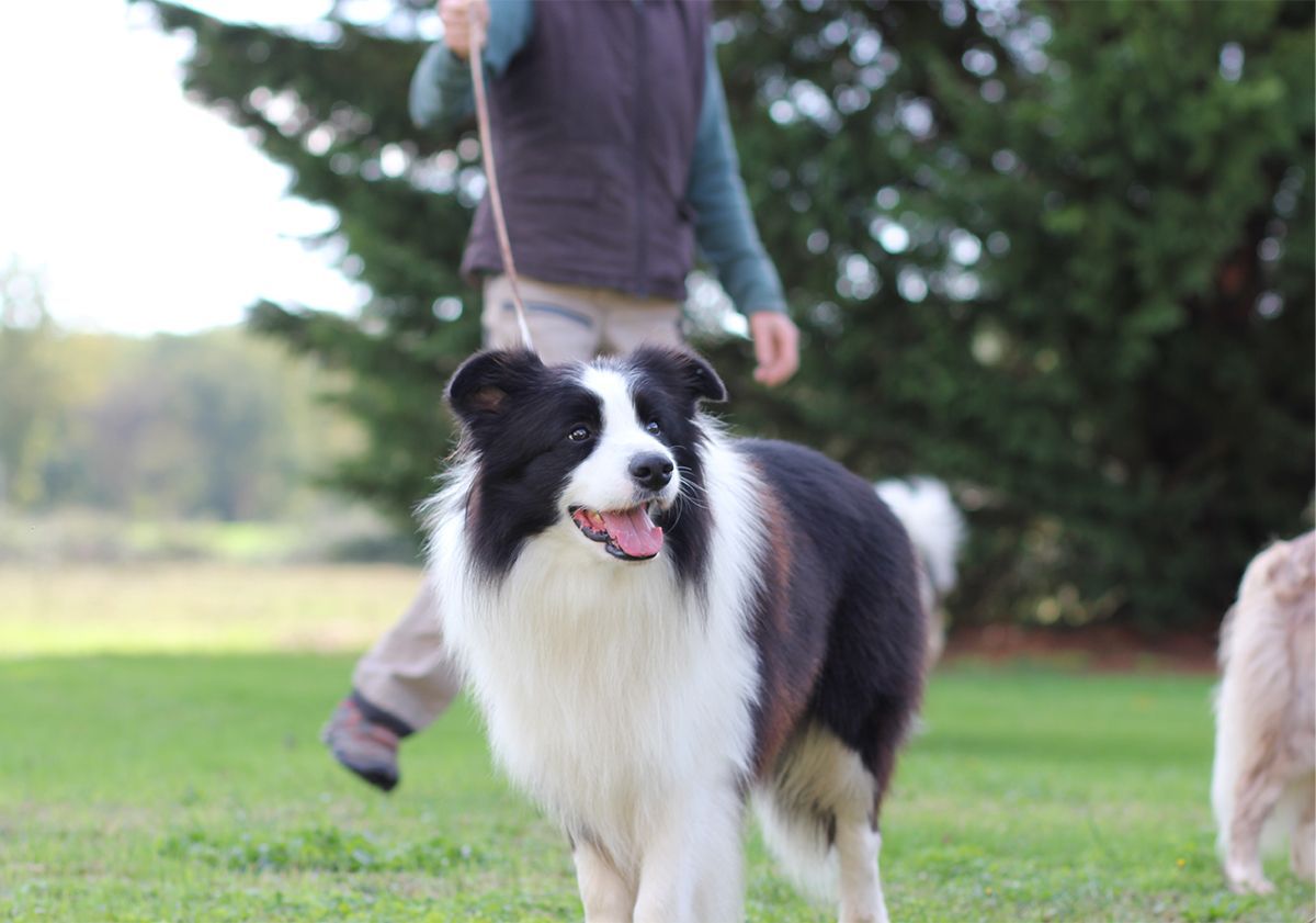 Border Collie en pension canine