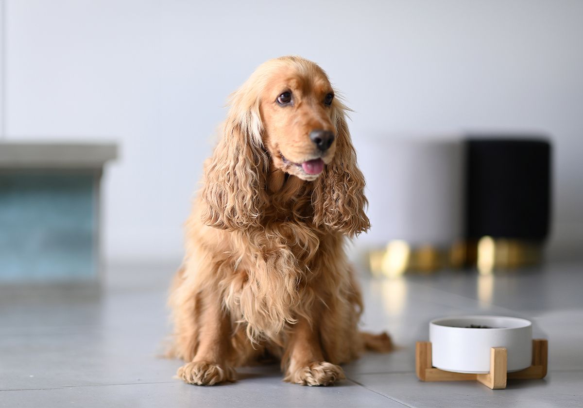 cocker anglais à côté de sa gamelle