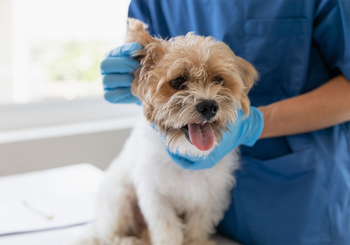 chien chez le vétérinaire