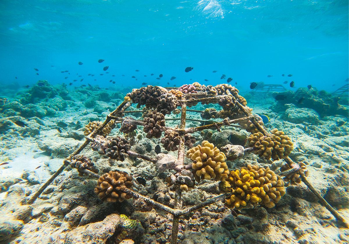 fonds marins mission protection