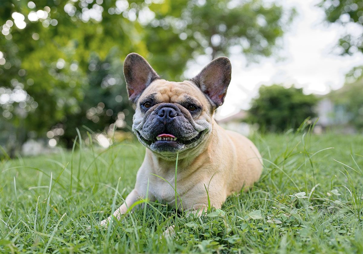 carlin allongé dans l'herbe
