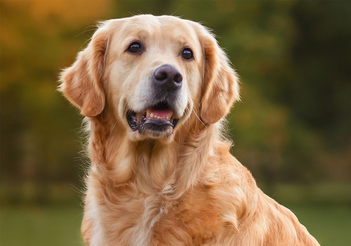 Golden Retriever dans un parc