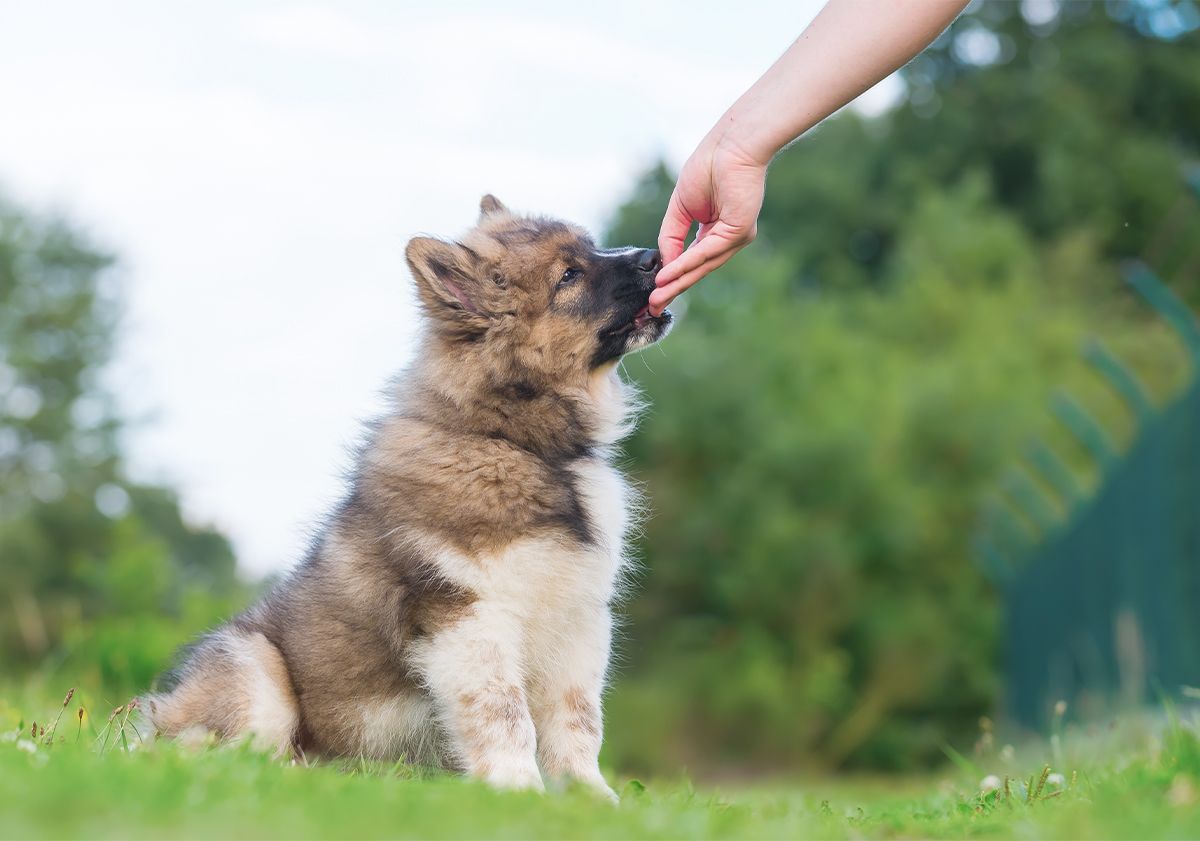 chiot mangeant une friandise