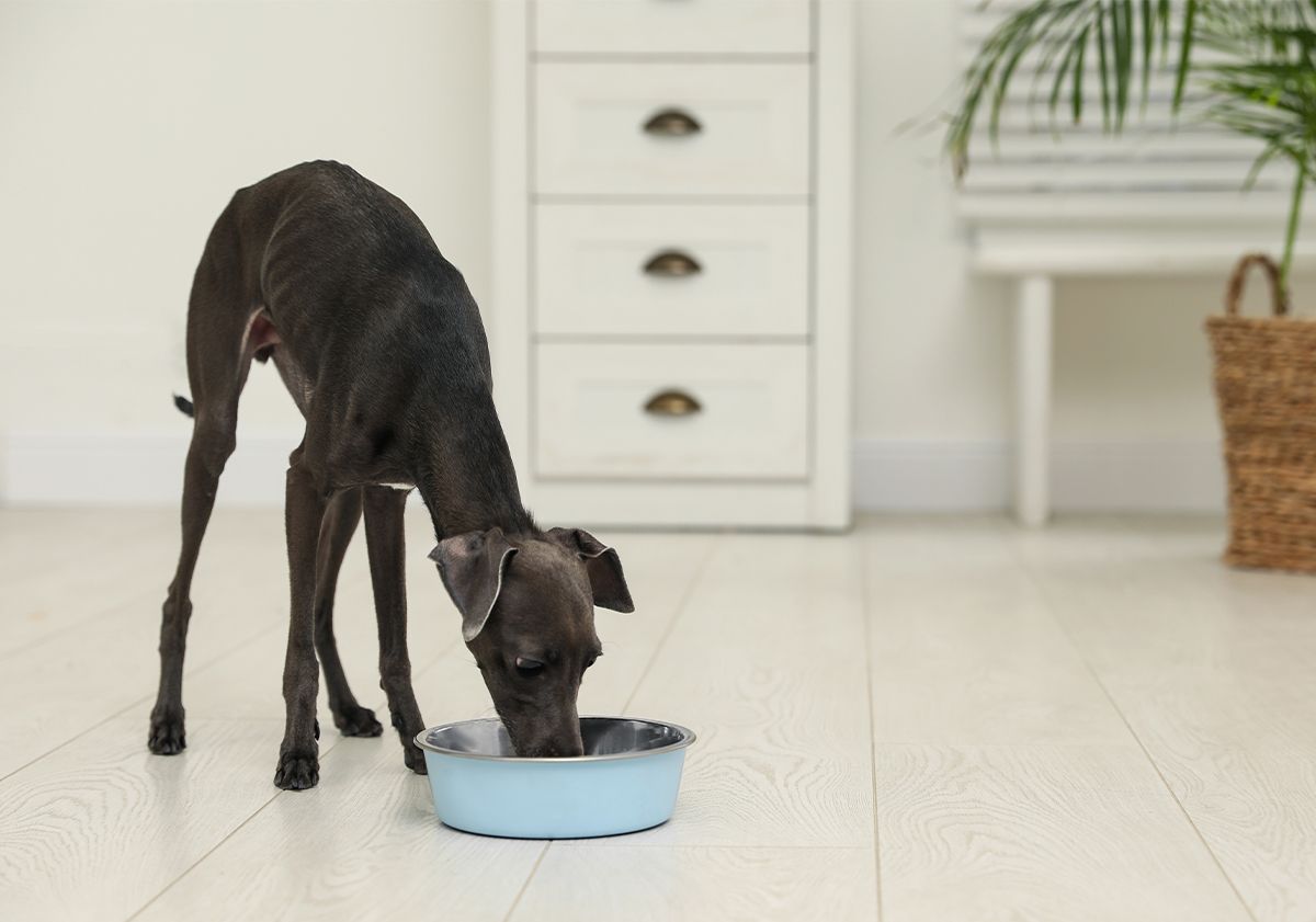 Lévrier Whippet mangeant ses croquettes