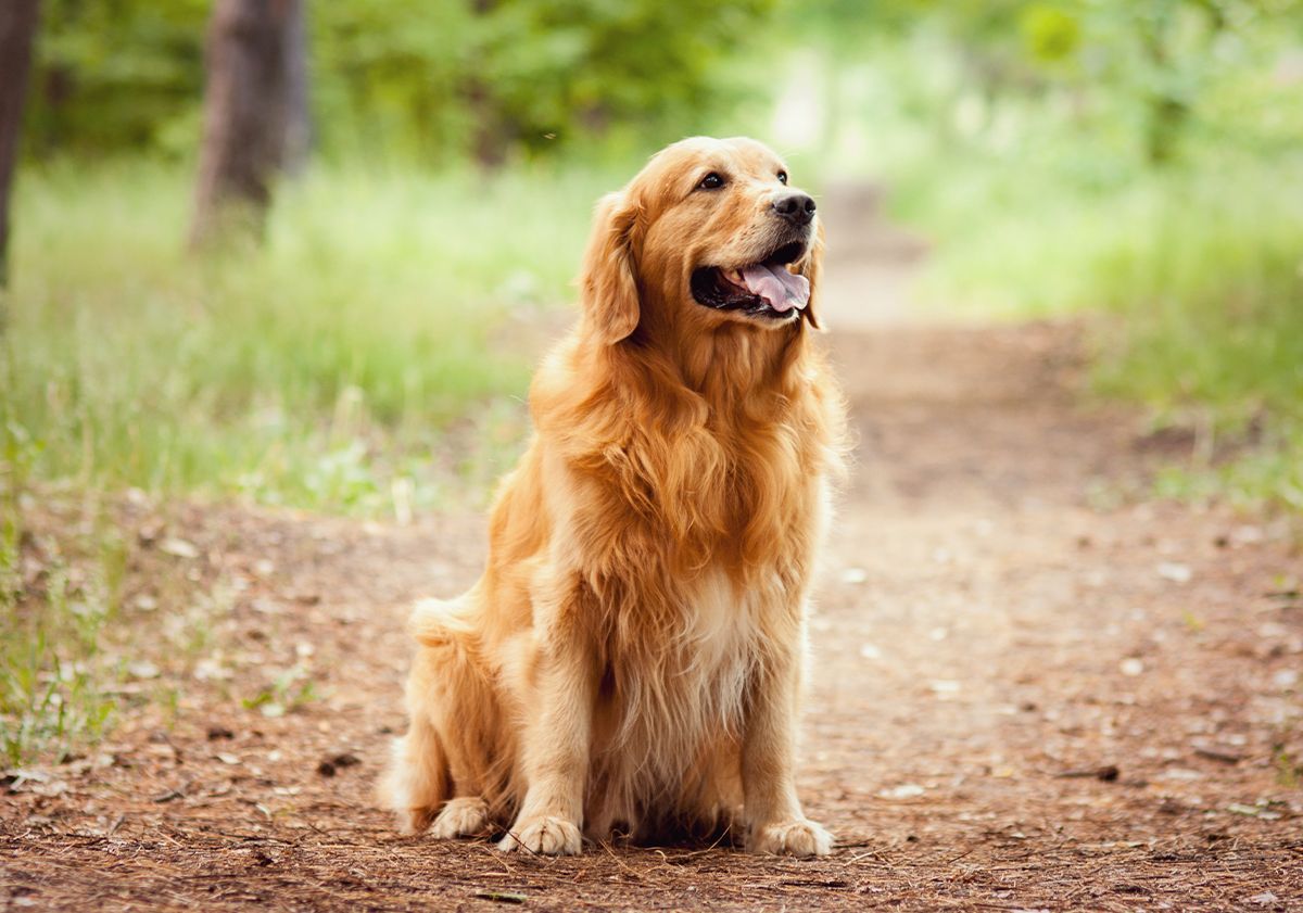 Golden Retriever dans les bois