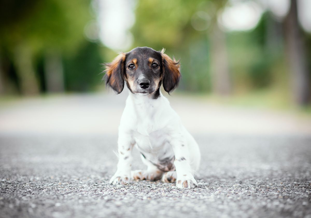 chiot assis sur la route