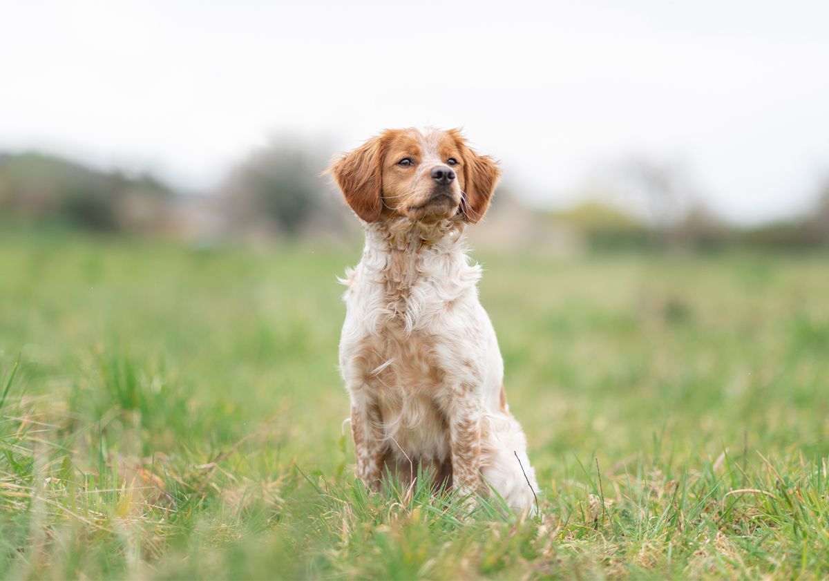 Chien beige et blanc dans l'herbe
