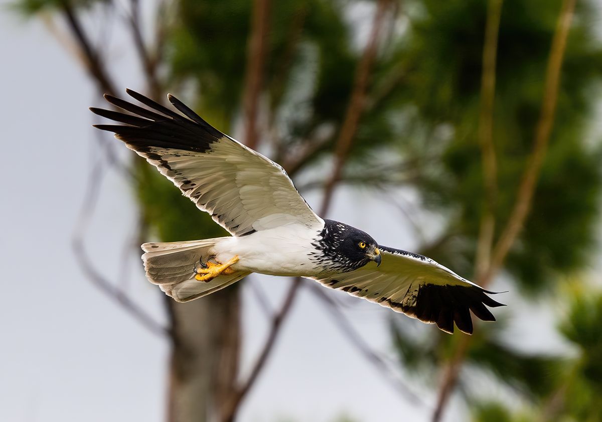 oiseaux mission protection la réunion