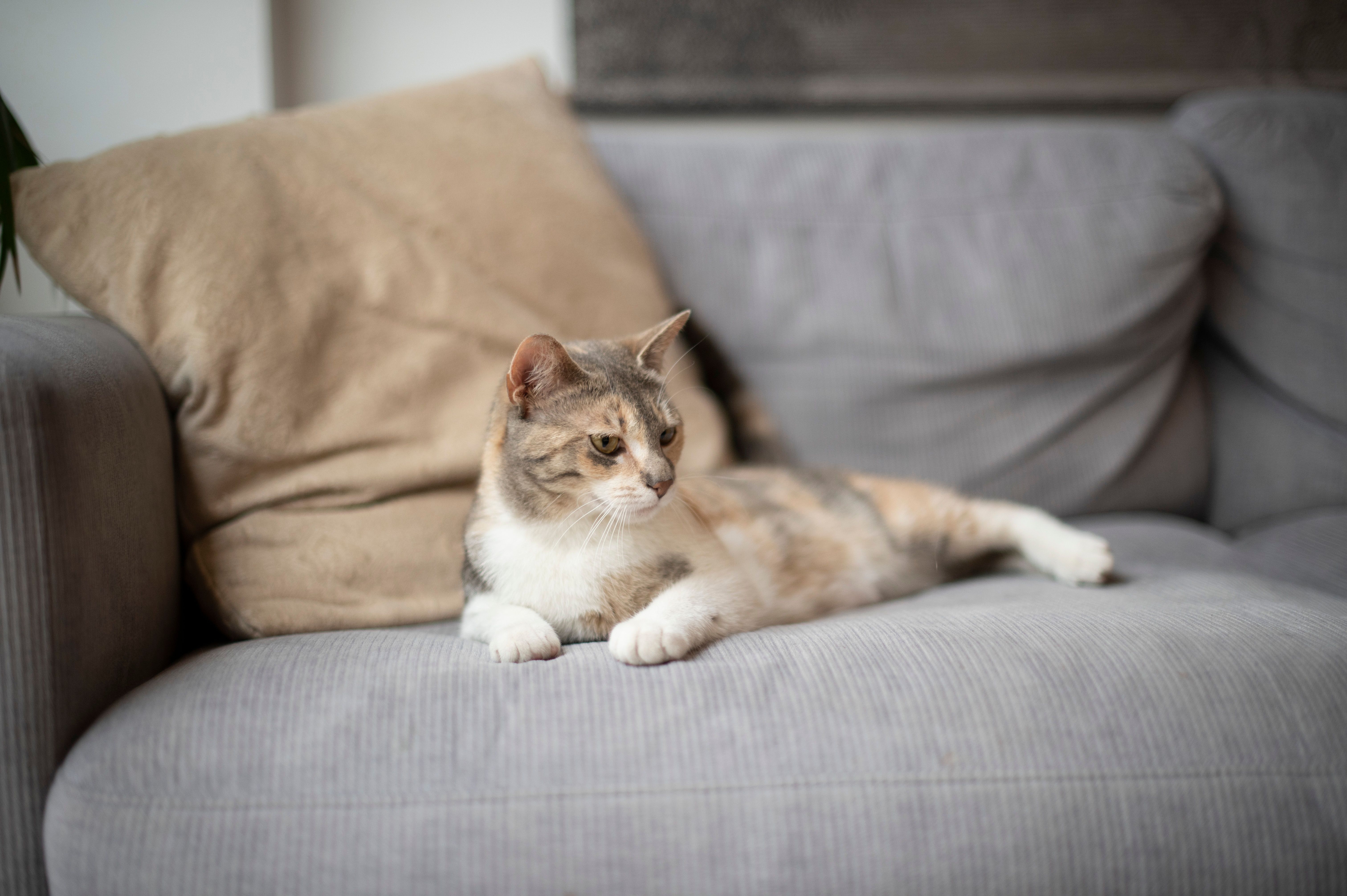 chat tricolore allongé sur un canapé gris