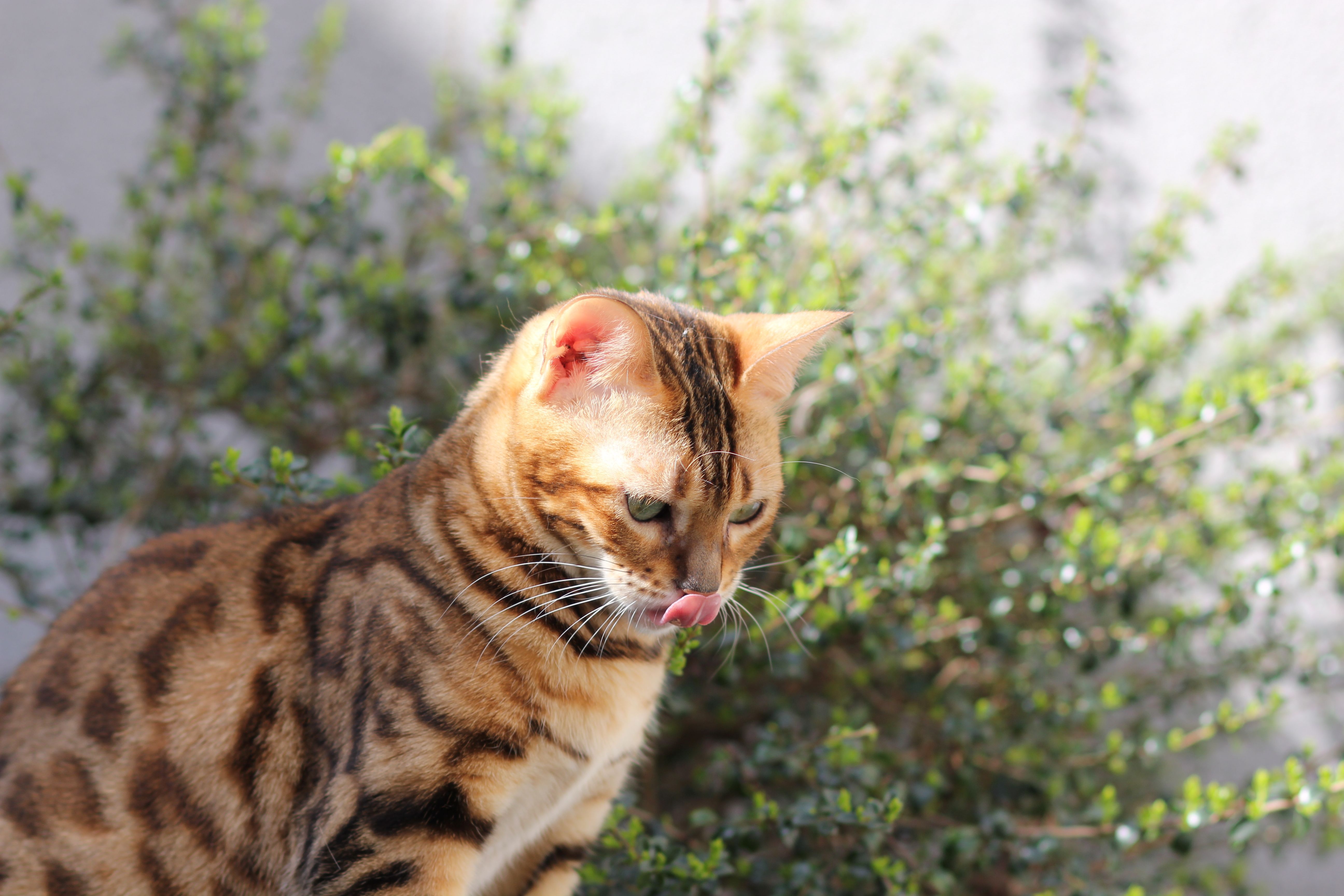 chat tabby en extérieur