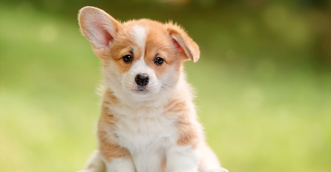 corgi chiot