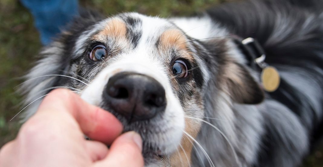 chien mangeant une croquette dans la main de son maître