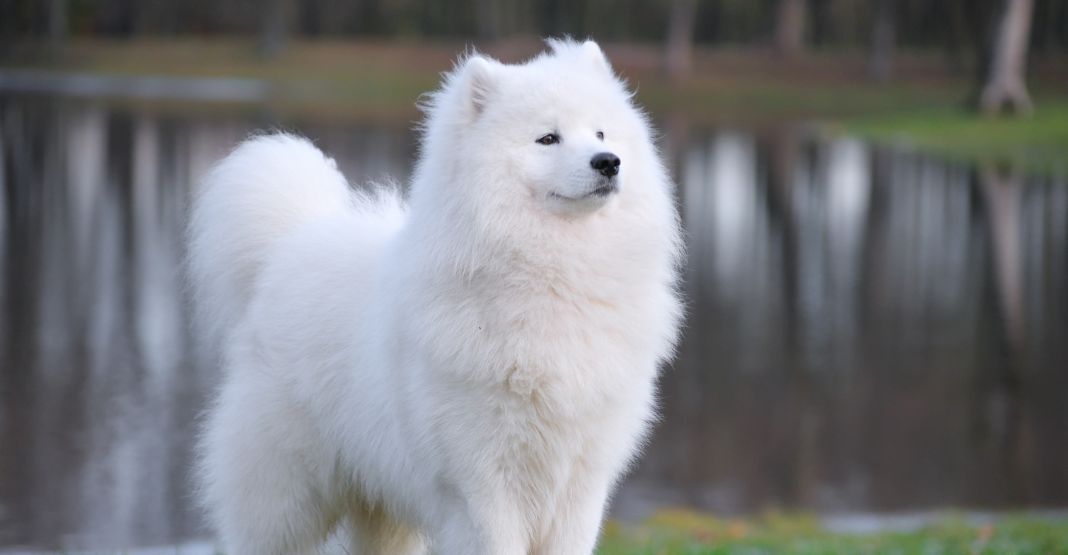 samoyède devant un point d'eau sur l'herbe
