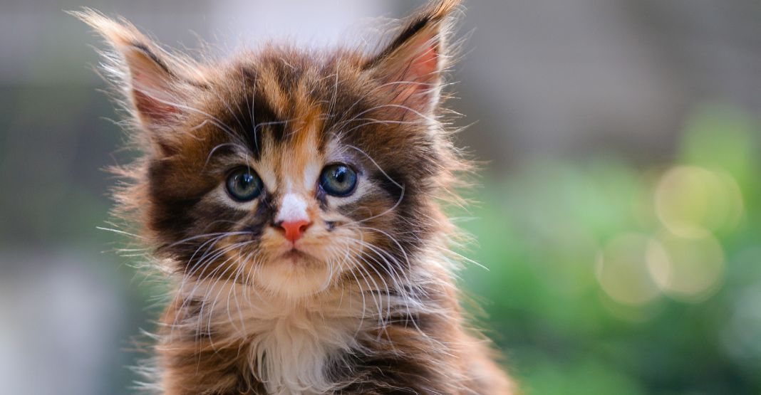 chaton roux et marron